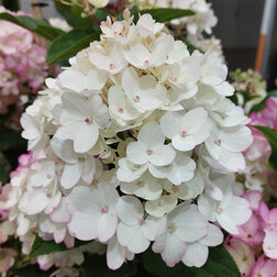 ������ ������ ��������� ����������� ����� ���� (����� �����)   ����