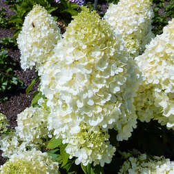 ������ ������ ��������� ����������� �������� ���������� (����� �����)   ����