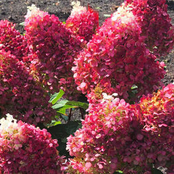 ������ ������ ��������� ����������� ������ �����   ����