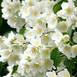 ������ ������ ������ ������� (��������) ���� �����   ����