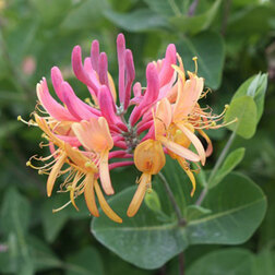 ������ ������ ��������� (������������) �������� ���������   ����