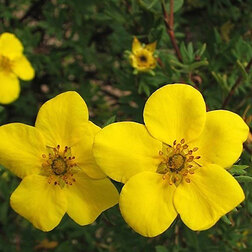 ������ ������ �������� ������������� ��������   ����