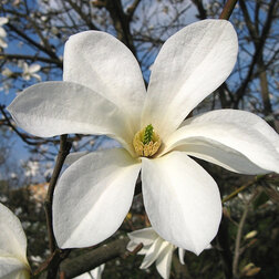 ������ ������ �������� �����   ����