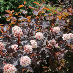 ������ ������ ������������� ������������� ������ �'��   ����