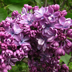 ������ ������ ������ ������������ ��������   ����