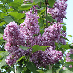 ������ ������ ������ ������������ ���� �������   ����