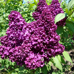 ������ ������ ������ ������������ ������� �������   ����