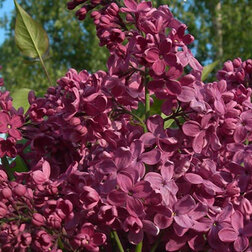 ������ ������ ������ ������������ ���� ������   ����