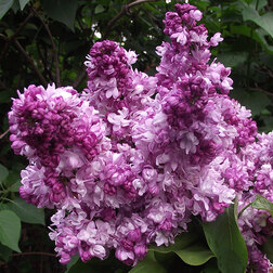 ������ ������ ������ ������������ ������ ��������   ����