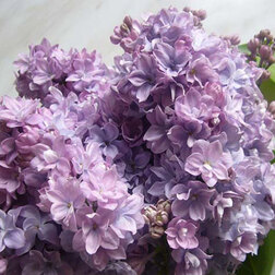 ������ ������ ������ ������������ ������ �����   ����