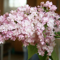 ������ ������ ������ ������������ ����   ����