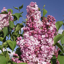 ������ ������ ������ ������������ �������   ����