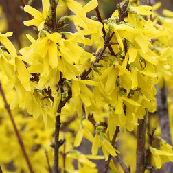 ������ ������ �������� ������������� ������ ������   ����