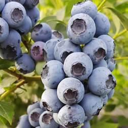 ������ ������ �������� ������������ ����   ����