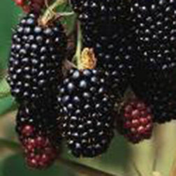 ������ ������ ������� ������ (���������)   ����