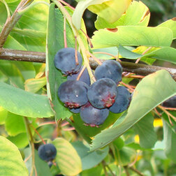 ������ ������ ���� ������������ �����   ����