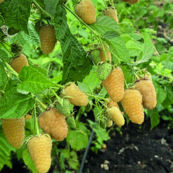 ������ ������ ������ ������������ ���������   ����