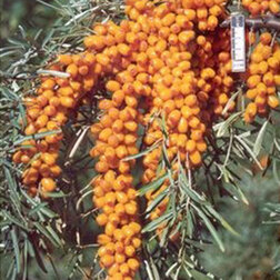 ������ ������ �������� �������   ����