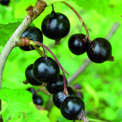 ������ ������ ��������� ������ ������   ����