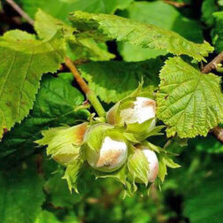 ������ ������ ������ (������ ������������) ��������� (� �����)   ����