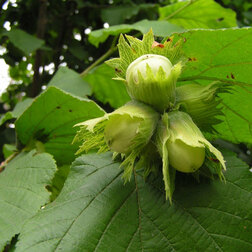 ������ ������ ������ (������ ������������) ����������-2 (� �����)   ����