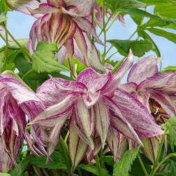 ������ ������ �������� ������������ ���� ��������   ����