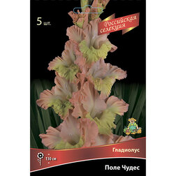 ������ ������ ��������� ���� �����   ����