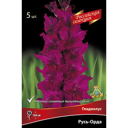 ������ ������ ��������� ����-����   ����