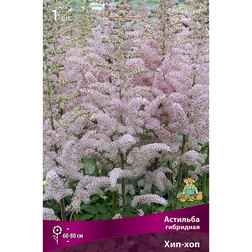 ������ ������ �������� ��������� ���-���   ����