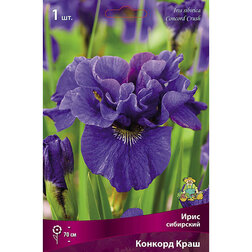 ������ ������ ���� ��������� ������� ����   ����