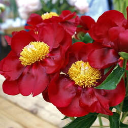 ������ ������ ���� ���������������� �������* 2-3 �����   ����