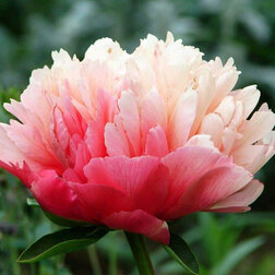 ������ ������ ���� ���������������� �������* 2-3 �����   ����