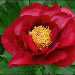 ������ ������ ���� ���������������� ������� �����* 2-3 �����   ����