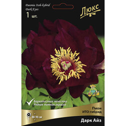 ������ ������ ���� ���-������ ���� ���* 2-3 �����   ����