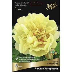 ������ ������ ���� ���-������ ������ ���������* 2-3 �����   ����