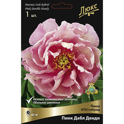 ������ ������ ���� ���-������ ���� ���� �����* 2-3 �����   ����