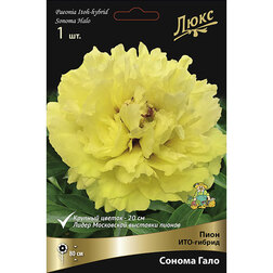 ������ ������ ���� ���-������ ������ ����* 2-3 �����   ����