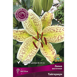 ������ ������ ����� ��������� ��������� (1 ��.)   ����