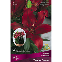 ������ ������ ����� ��������� ������ ������ (2 ��.)   ����