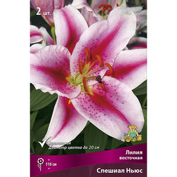 ������ ������ ����� ��������� ������� ���� (2 ��.)   ����