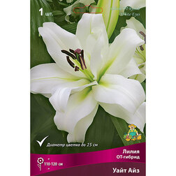 ������ ������ ����� ��-������ ���� ��� (1 ��.)   ����