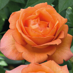 ������ ������ ���� �����-��������� �����   ����