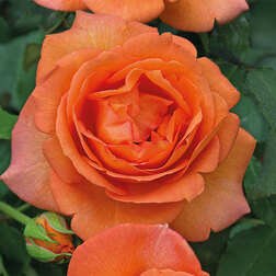 ������ ������ ���� �����-��������� ��� �� �����   ����