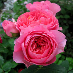 ������ ������ ���� �������� ������� ������   ����