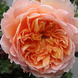 ������ ������ ���� ��������� ������   ����