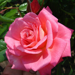 ������ ������ ���� ��������� �����   ����