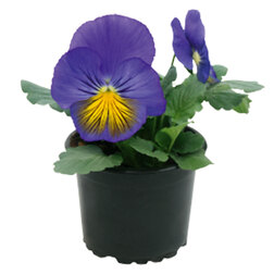 ������ ������ ����� ��������������� ���� ���� ��� ��� ����� (1��-1000��)   ����