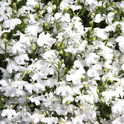 ������ ������ ������� ������������ ����� ���� (1��-1000�����) ���������������� ������   ����