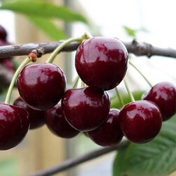 ������ ������ ����� ���������   ����