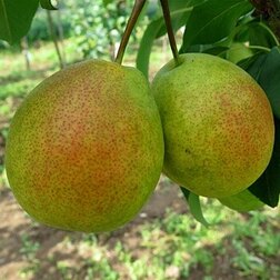 ������ ������ ����� ��������� �����������   ����